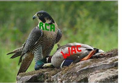 viva raja